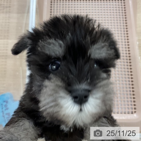 ミニチュア・シュナウザーの写真