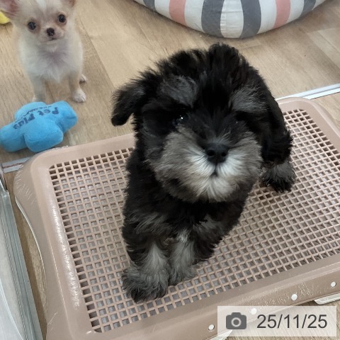 ミニチュア・シュナウザーの写真