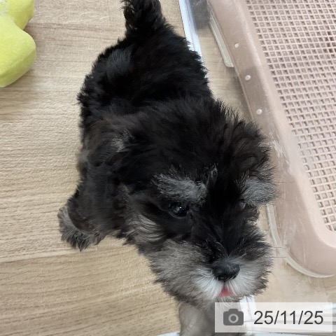 ミニチュア・シュナウザーの写真