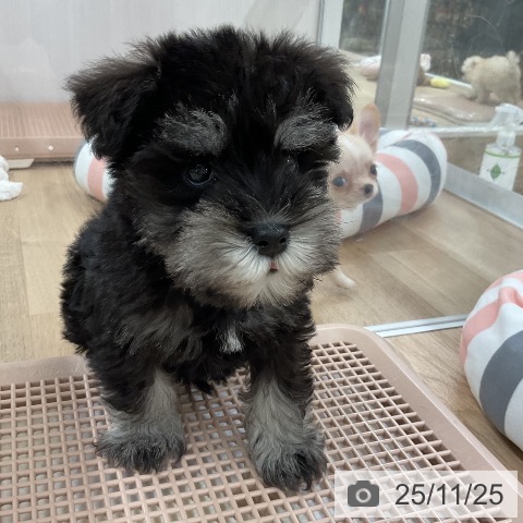 ミニチュア・シュナウザーの写真