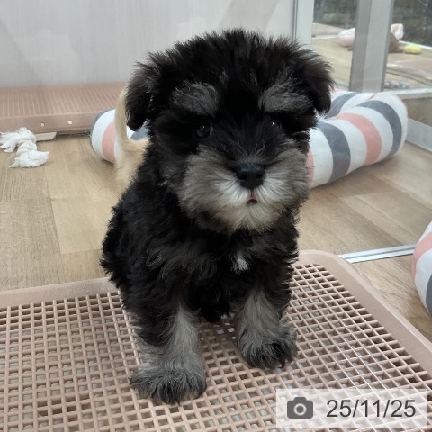 ミニチュア・シュナウザーの写真