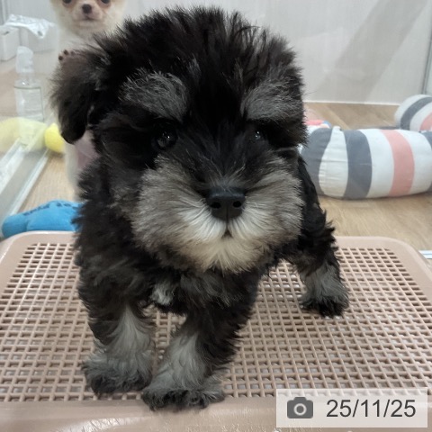 ミニチュア・シュナウザーの写真