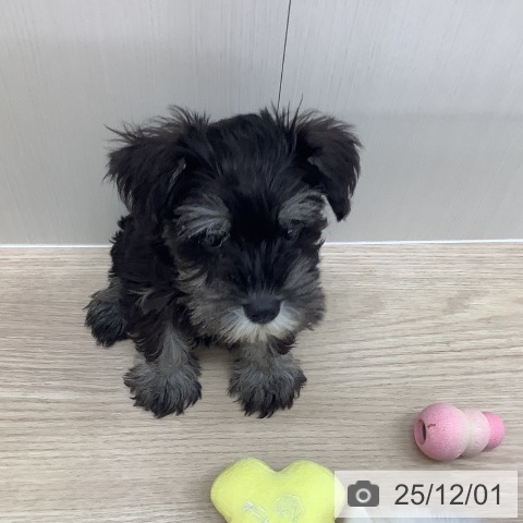 長崎県のミニチュアシュナウザー (ペットプラス 長崎店/2025年9月23日生まれ/女の子/ブラックシルバー)の子犬の4枚目の画像