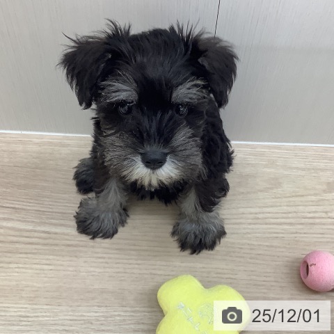 長崎県のミニチュアシュナウザー (ペットプラス 長崎店/2025年9月23日生まれ/女の子/ブラックシルバー)の子犬の3枚目の画像