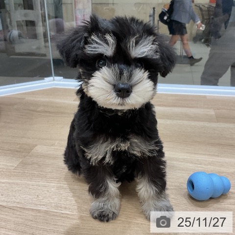 ミニチュア・シュナウザーの写真