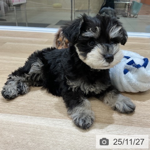 ミニチュア・シュナウザーの写真