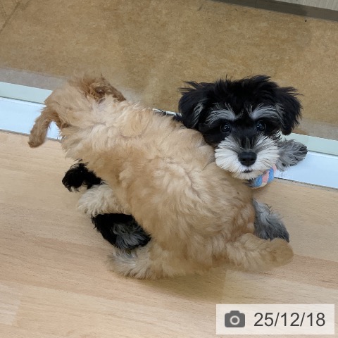 福岡県のミニチュアシュナウザー (ペットプラス 福岡店/2025年9月23日生まれ/女の子/ブラックシルバー)の子犬の4枚目の画像