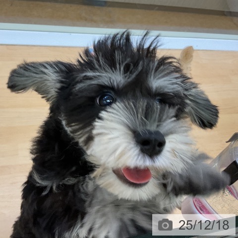 福岡県のミニチュアシュナウザー (ペットプラス 福岡店/2025年9月23日生まれ/女の子/ブラックシルバー)の子犬の3枚目の画像