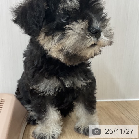 ミニチュア・シュナウザーの写真