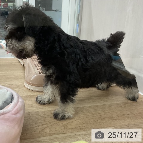 ミニチュア・シュナウザーの写真