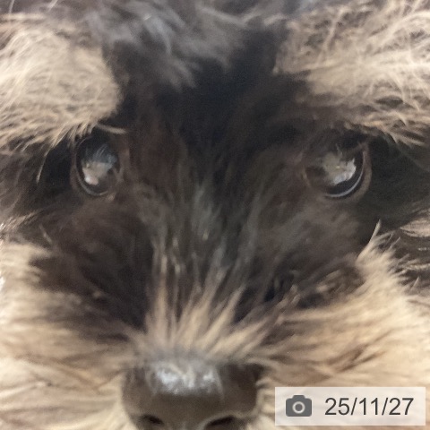 ミニチュア・シュナウザーの写真