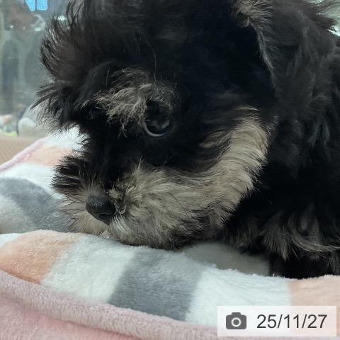 ミニチュア・シュナウザーの写真