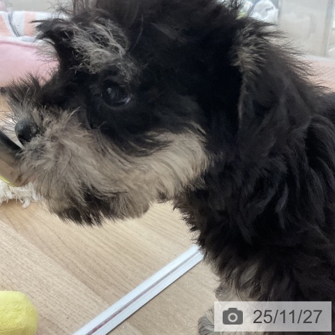 ミニチュア・シュナウザーの写真