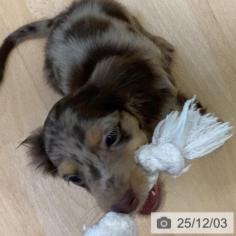 福岡県のカニンヘンダックスフンド(ロング) (ペットプラス 福岡店/2025年9月20日生まれ/男の子/チョコレートダップル)の子犬の4枚目の画像