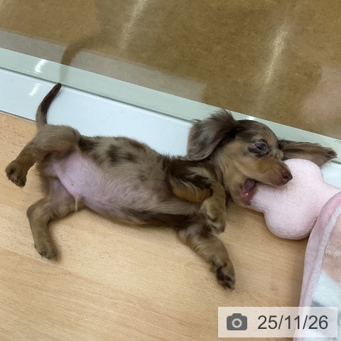 福岡県のカニンヘンダックスフンド(ロング) (ペットプラス 福岡店/2025年9月20日生まれ/男の子/チョコレートダップル)の子犬の3枚目の画像