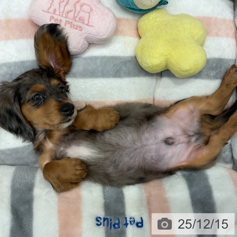 群馬県のカニンヘンダックスフンド(ロング) (ペットプラス イオンモール太田店/2025年9月20日生まれ/男の子/シルバーダップル)の子犬の3枚目の画像