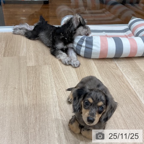 カニーンヘン・ダックスフンドの写真