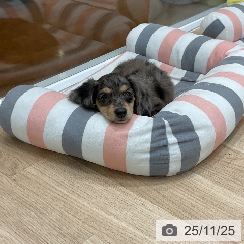 カニーンヘン・ダックスフンドの写真