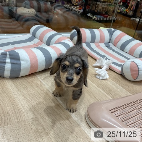 カニーンヘン・ダックスフンドの写真