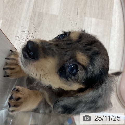 カニーンヘン・ダックスフンドの写真