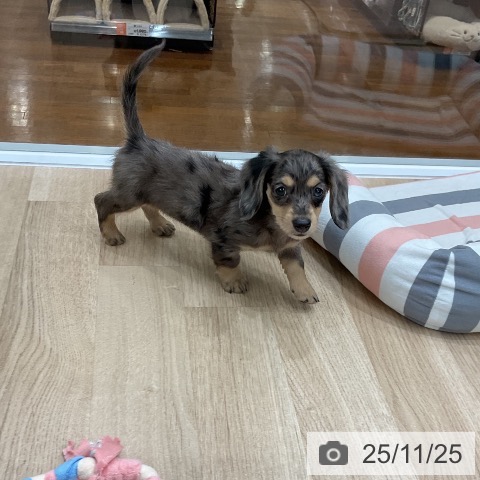 カニーンヘン・ダックスフンドの写真