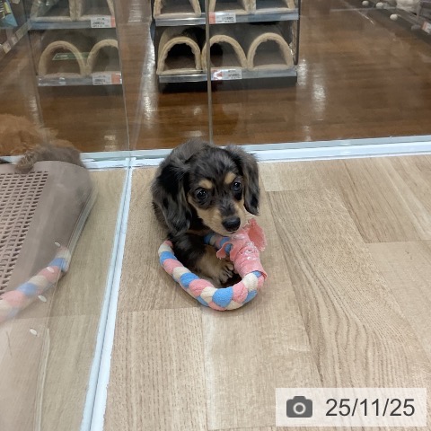 カニーンヘン・ダックスフンドの写真