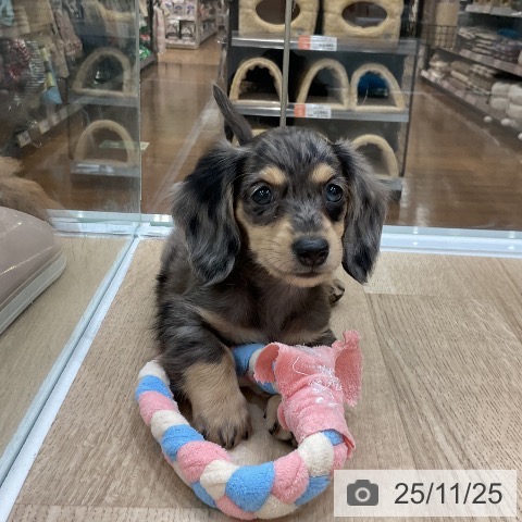 カニーンヘン・ダックスフンドの写真