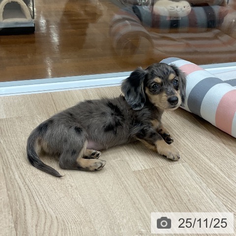 カニーンヘン・ダックスフンドの写真