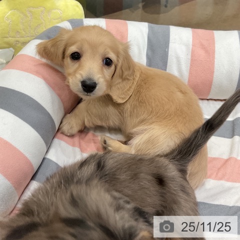 ミニチュア・ダックスフンドの写真