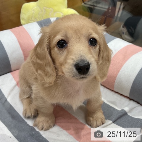 ミニチュア・ダックスフンドの写真