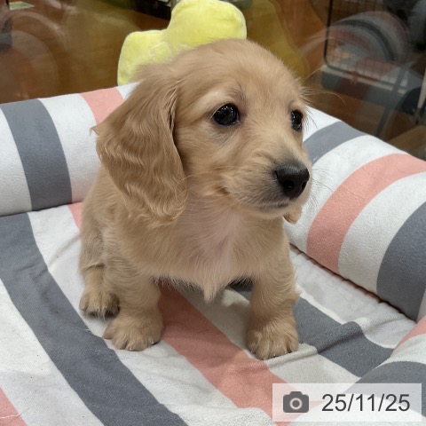 ミニチュア・ダックスフンドの写真