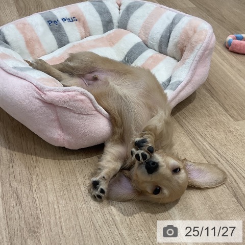 ミニチュア・ダックスフンドの写真