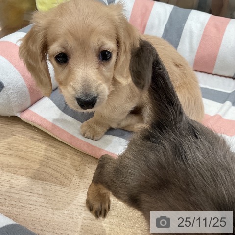 ミニチュア・ダックスフンドの写真