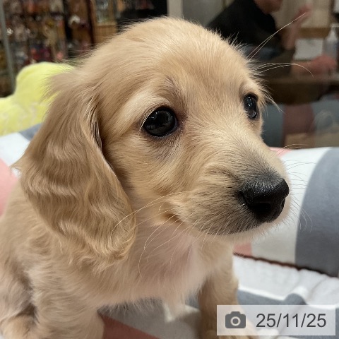 ミニチュア・ダックスフンドの写真