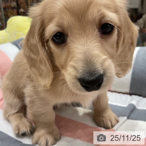 ミニチュア・ダックスフンドの写真