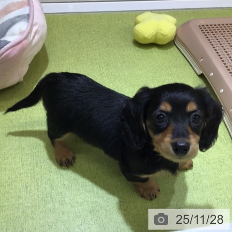 沖縄県のミニチュアダックスフンド(ロング) (ペットプラス 沖縄ライカム店/2025年9月22日生まれ/女の子/ブラックタン)の子犬の4枚目の画像