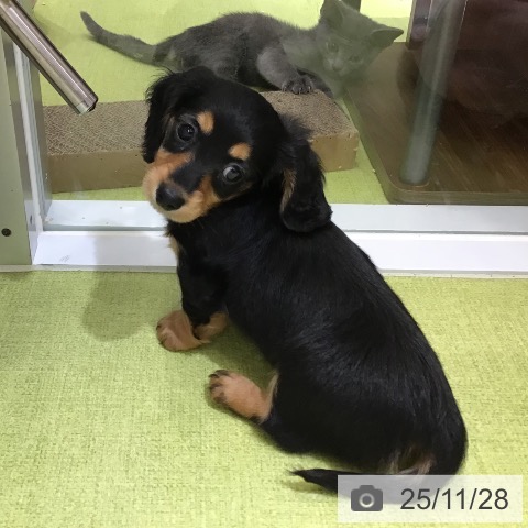 沖縄県のミニチュアダックスフンド(ロング) (ペットプラス 沖縄ライカム店/2025年9月22日生まれ/女の子/ブラックタン)の子犬の3枚目の画像