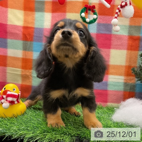 ミニチュア・ダックスフンドの写真