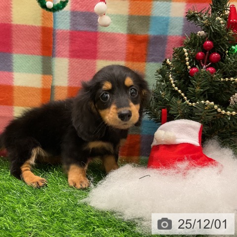 ミニチュア・ダックスフンドの写真