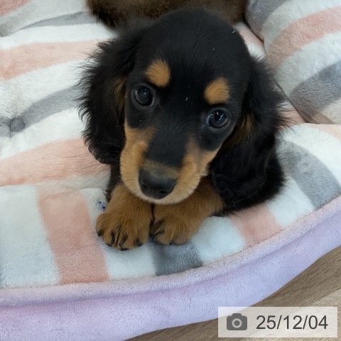 千葉県のミニチュアダックスフンド(ロング) (ペットプラス コトエ流山おおたかの森店/2025年9月22日生まれ/女の子/ブラックタン)の子犬の3枚目の画像