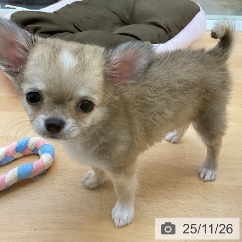 福岡県のチワワ(ロング) (ペットプラス 福岡店/2025年9月23日生まれ/男の子/レッドホワイト)の子犬の4枚目の画像