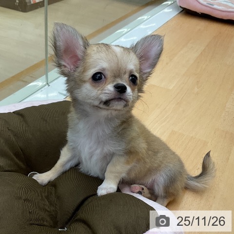 福岡県のチワワ(ロング) (ペットプラス 福岡店/2025年9月23日生まれ/男の子/レッドホワイト)の子犬の3枚目の画像