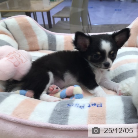 福岡県のチワワ(ロング) (ペットプラス 春日店/2025年9月23日生まれ/女の子/ブラックホワイトタン)の子犬の4枚目の画像