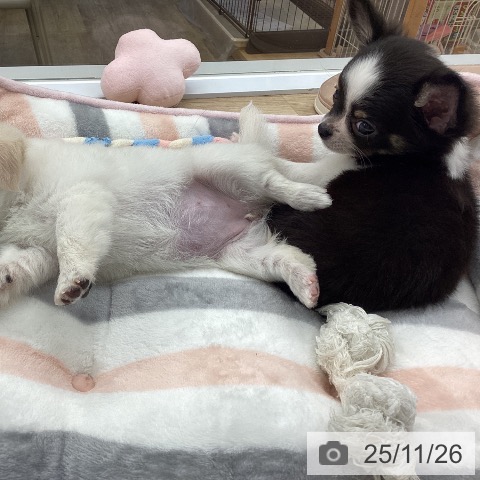 福岡県のチワワ(ロング) (ペットプラス 春日店/2025年9月23日生まれ/女の子/ブラックホワイトタン)の子犬の3枚目の画像