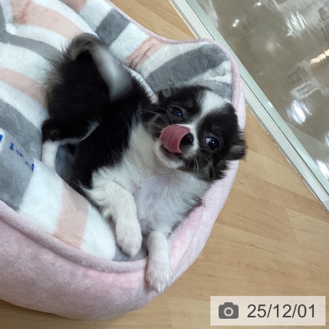 福岡県のチワワ(ロング) (ペットプラス 福岡伊都店/2025年9月23日生まれ/女の子/ブラックホワイトタン)の子犬の4枚目の画像