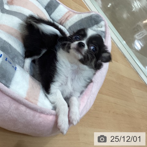 福岡県のチワワ(ロング) (ペットプラス 福岡伊都店/2025年9月23日生まれ/女の子/ブラックホワイトタン)の子犬の3枚目の画像