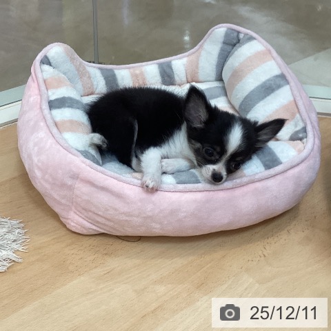 福岡県のチワワ(ロング) (ペットプラス 福岡伊都店/2025年9月23日生まれ/女の子/ブラックホワイトタン)の子犬の4枚目の画像