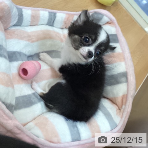 福岡県のチワワ(ロング) (ペットプラス 福岡伊都店/2025年9月23日生まれ/女の子/ブラックホワイトタン)の子犬の3枚目の画像