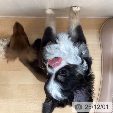 熊本県のチワワ(ロング) (ペットプラス 熊本店/2025年9月25日生まれ/男の子/ブラックタンホワイト)の子犬の4枚目の画像