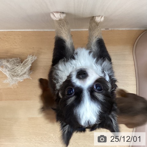 熊本県のチワワ(ロング) (ペットプラス 熊本店/2025年9月25日生まれ/男の子/ブラックタンホワイト)の子犬の3枚目の画像